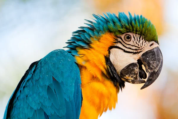 stock image Colorful parrot