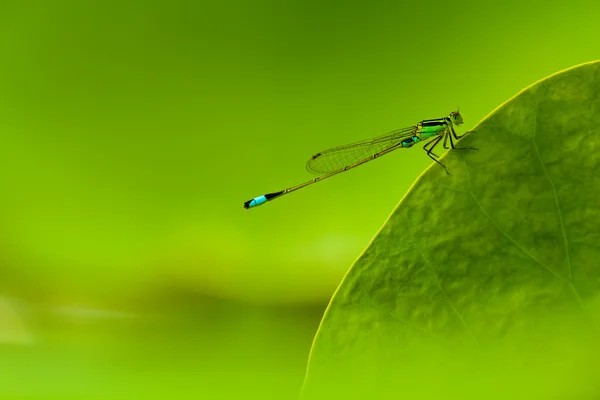 Libelle mit grünem Hintergrund — Stockfoto