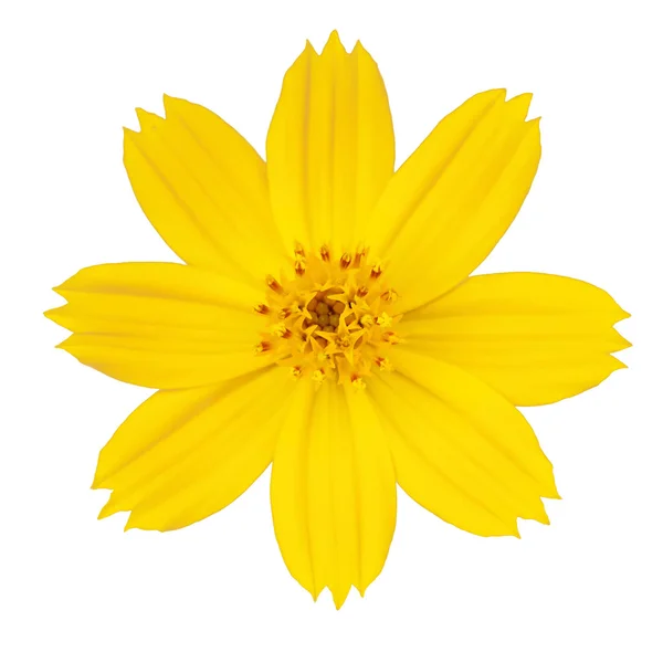 stock image Beautiful yellow flower