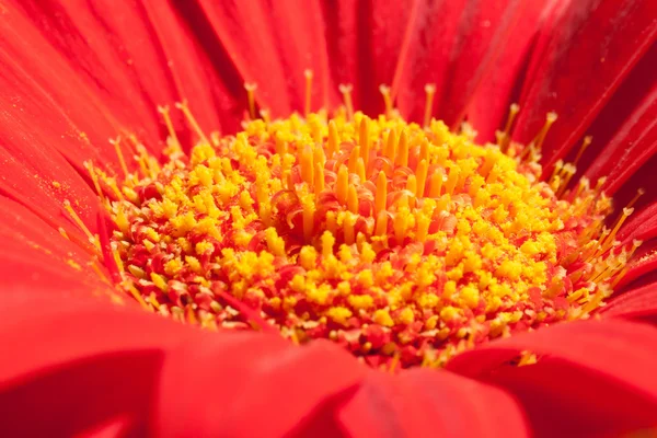 Stock image Red daisy