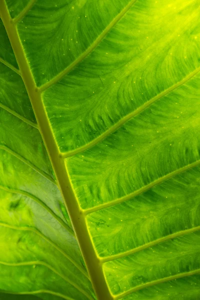 stock image Details in green leaf