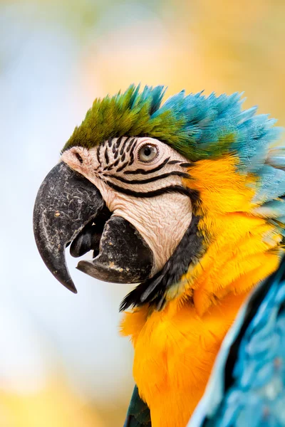 stock image Colorful parrot