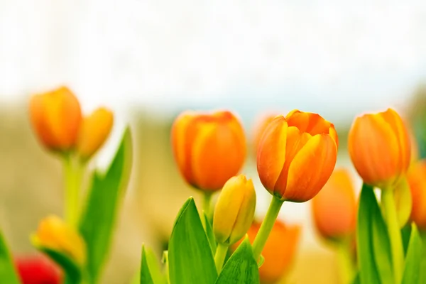 Beautiful orange tulips Stock Image
