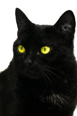 Black cat clipart