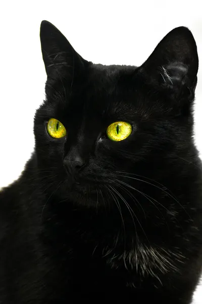 stock image Black cat