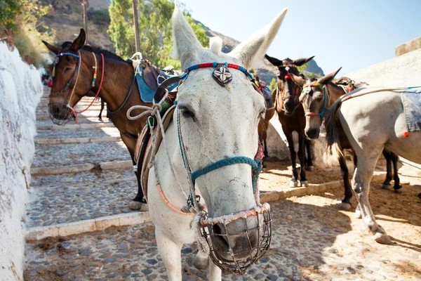 stock image The donkeys on the road, Thira, Santorini