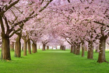 Cherry blossoms plenitude clipart