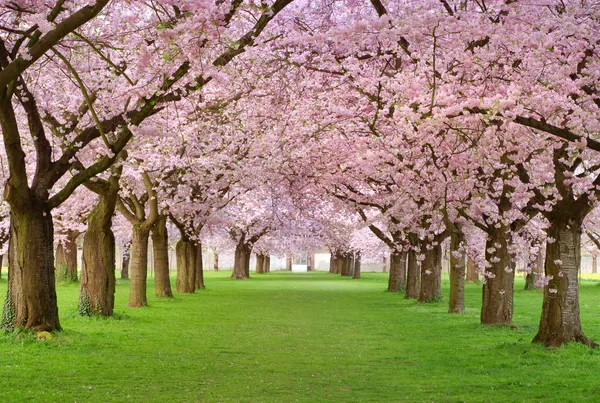 Plenitud de flores de cerezo — Foto de Stock