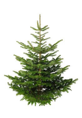 Christmas tree without ornaments clipart