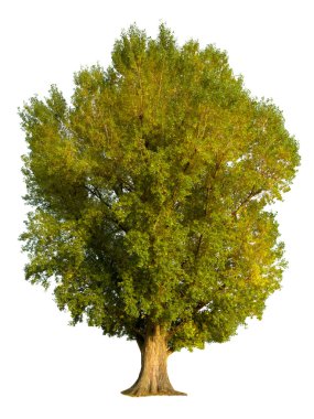 Poplar tree isolation clipart