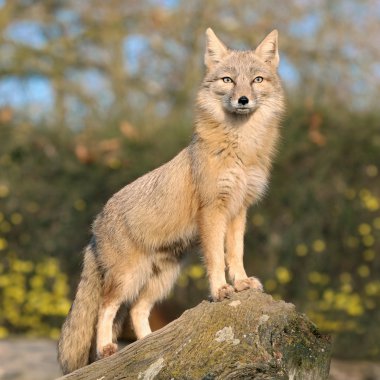 Fox on a rock clipart