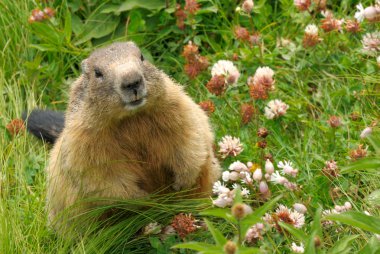 Groundhog in his natural habitat clipart