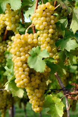 Ripe grapes in a vineyard clipart