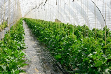 Rows of tomato plants in a greenhouse clipart