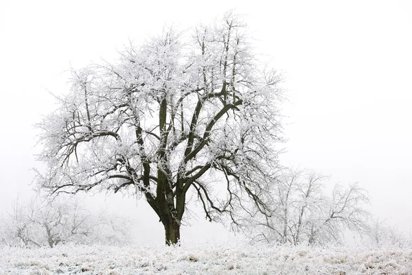 Appelboom in de winter — Stockfoto
