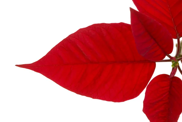 화이트에 포 인 세 티아 잎 — 스톡 사진