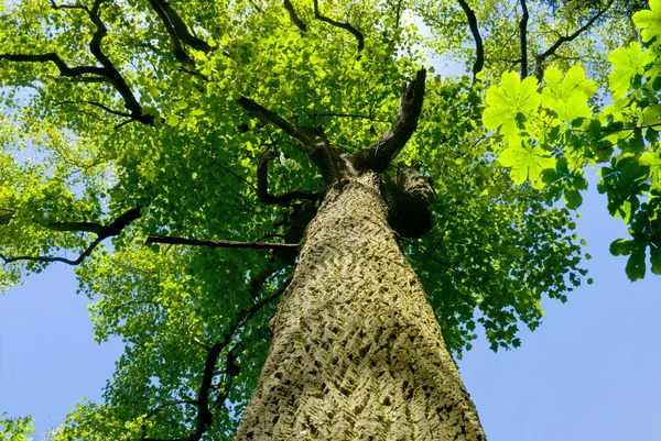 stock image Old tree