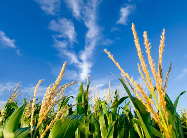Pole kukurydzy i fajne chmury — Zdjęcie stockowe