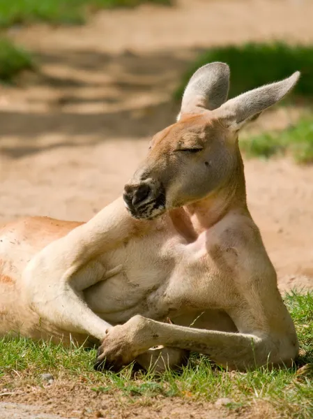 Menselijke uitziende kangoeroe — Stockfoto