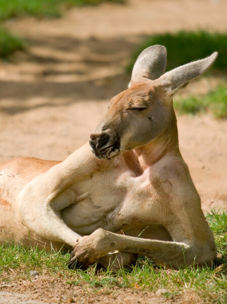 Human looking kangaroo