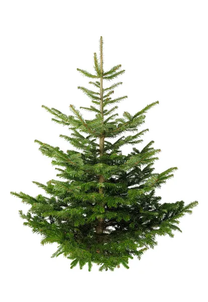 Árvore de Natal sem ornamentos — Fotografia de Stock
