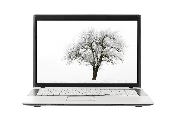 Дерево фотографія на дисплеї ноутбука — стокове фото