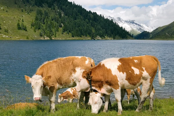 Cows on mountain lake pasture — Stock Photo, Image