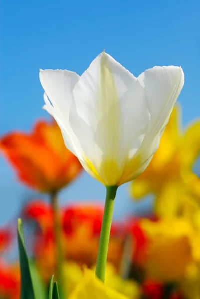 Färgglada våren — Stockfoto