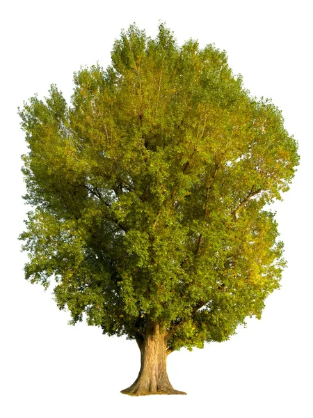 Poplar tree isolatie — Stockfoto