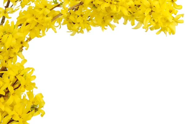 Yellow spring blossoms border — Stock Photo, Image