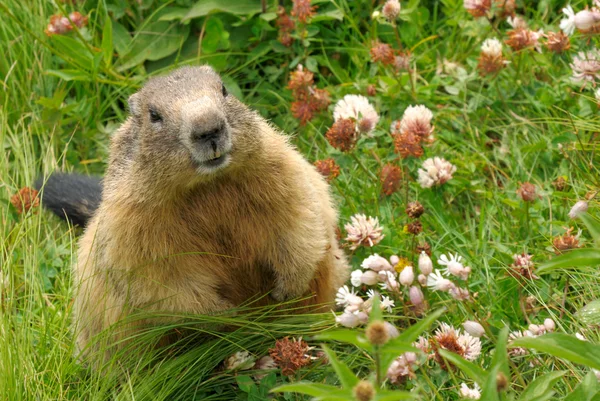 Groundhog in his natural habitat — Stock Photo, Image
