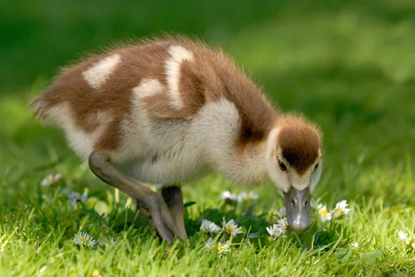 Cute gosling on fresh meadow — Stock Photo, Image