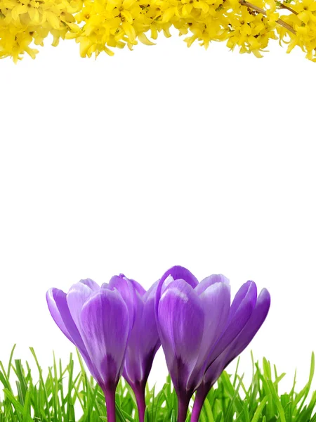 Spring border in 3 colors — Stock Photo, Image
