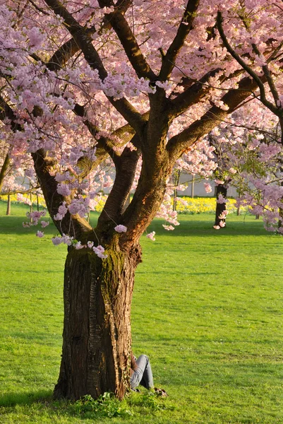 Cherry tree in a park — Stock Photo, Image