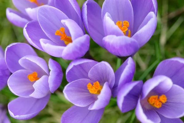Gros plan de crocus violets — Photo