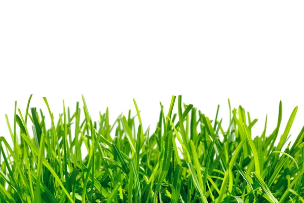 Dikke gras op witte achtergrond — Stockfoto