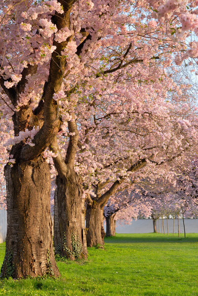 Row of blossoming cherry trees