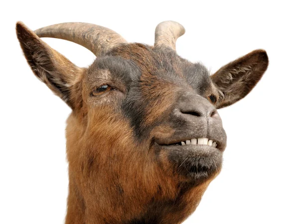 Cute brown goat — Stock Photo, Image