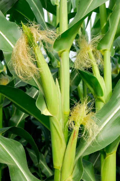 stock image Beautiful corn plants with rich harvest