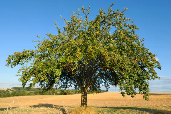 Árvore de maçã única em meados do verão — Fotografia de Stock