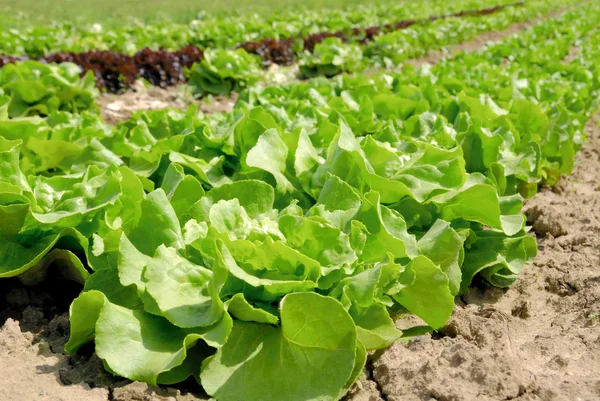 Rows of butterhead lettuce on a field — Stock Photo, Image