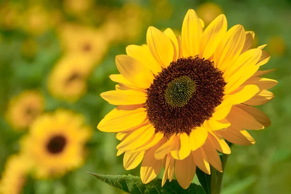 Floarea-soarelui în lumina caldă a soarelui — Fotografie, imagine de stoc