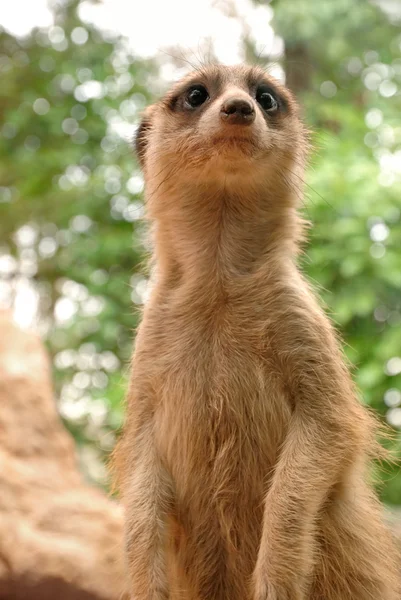 Meerkat with cute expression — Stock Photo, Image