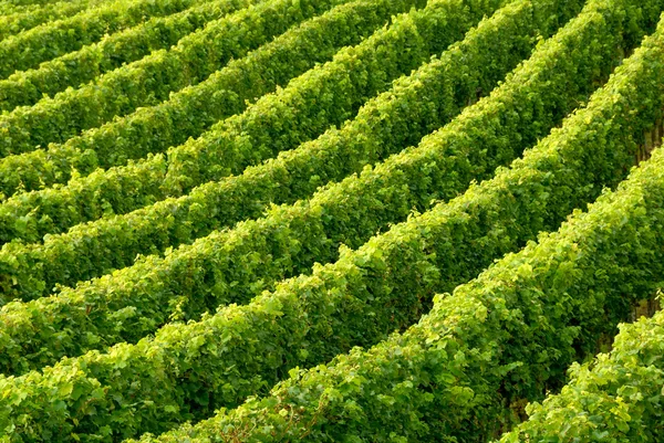 Rows of grapevine — Stock Photo, Image