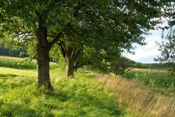 Beautiful green countryside — Stock Photo, Image