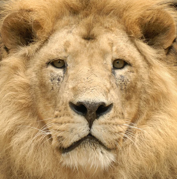 Lew majestatyczny spojrzenie — Zdjęcie stockowe