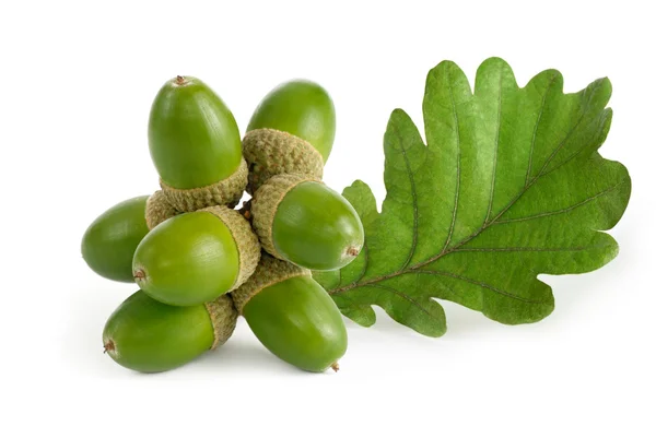 Green acorns with leaf on white — Stock Photo, Image