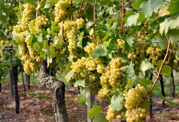 Ripe grapes in a vineyard — Stock Photo, Image