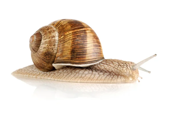 stock image Nice snail isolated on white