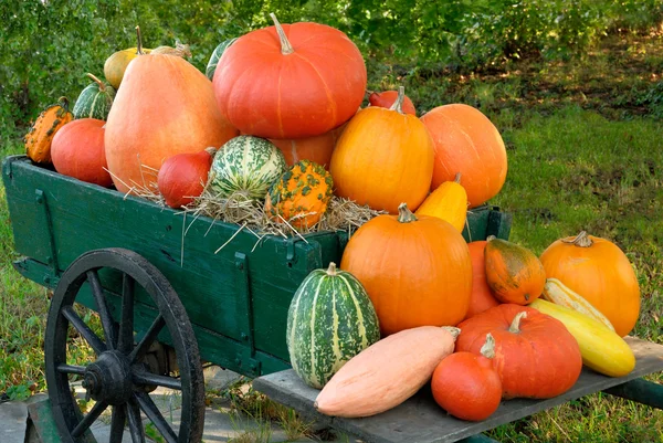 Colorful batch of pumpkins Royalty Free Stock Photos